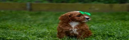Cavapoo dogs for sale: OLLIE - Ad 11