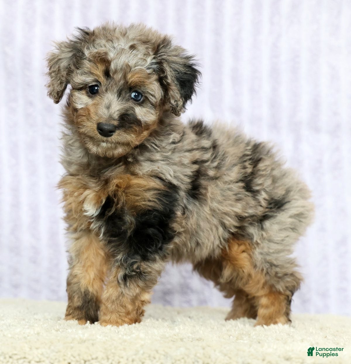 Mini Aussiedoodle dogs Missy - Ad 1