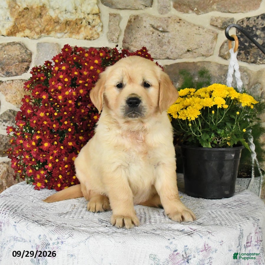 Golden Retriever dogs Blizzard - Ad 2