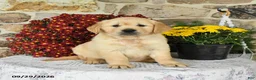 Golden Retriever dogs for sale: Blizzard - Ad 2