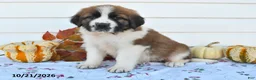 Saint Bernard dogs for sale: Mindy - Ad 1