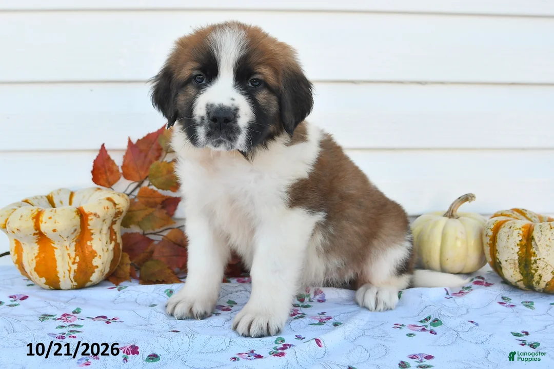 Saint Bernard dogs for sale: Mindy - Ad 1