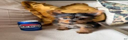 Yorkshire Terrier dogs for sale: Toy Yorkshire Terrier - Ad 3