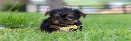 Yorkshire Terrier dogs for sale: Luca - Ad 3