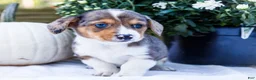 Mixed Breed dogs for sale: Coco - Ad 17