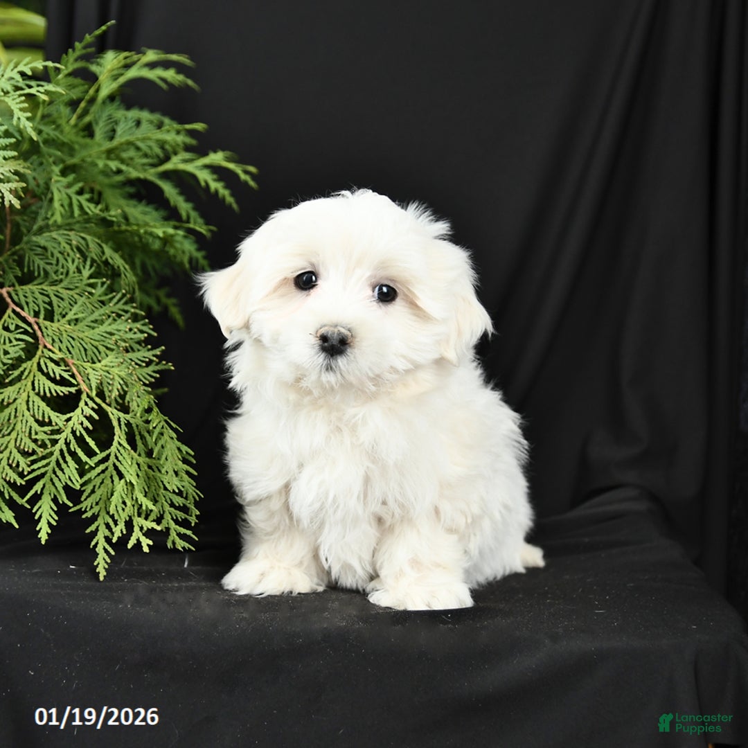 Morkie dogs for sale: Blake - Ad 2