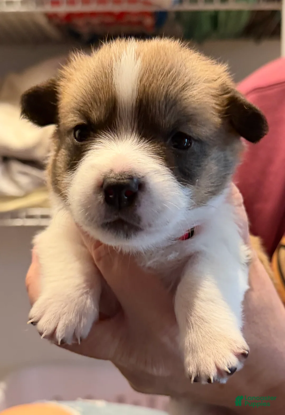 Welsh Corgi Pembroke dogs for sale: Lilo - hot pink - Ad 5