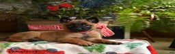 Belgian Malinois dogs for sale: Strawberry - Ad 3