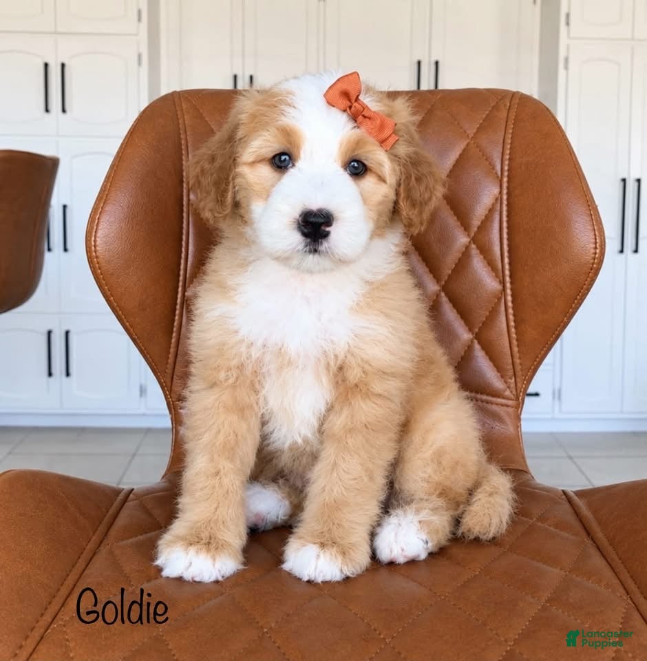Bernedoodle dogs for sale: Goldie - Ad 1
