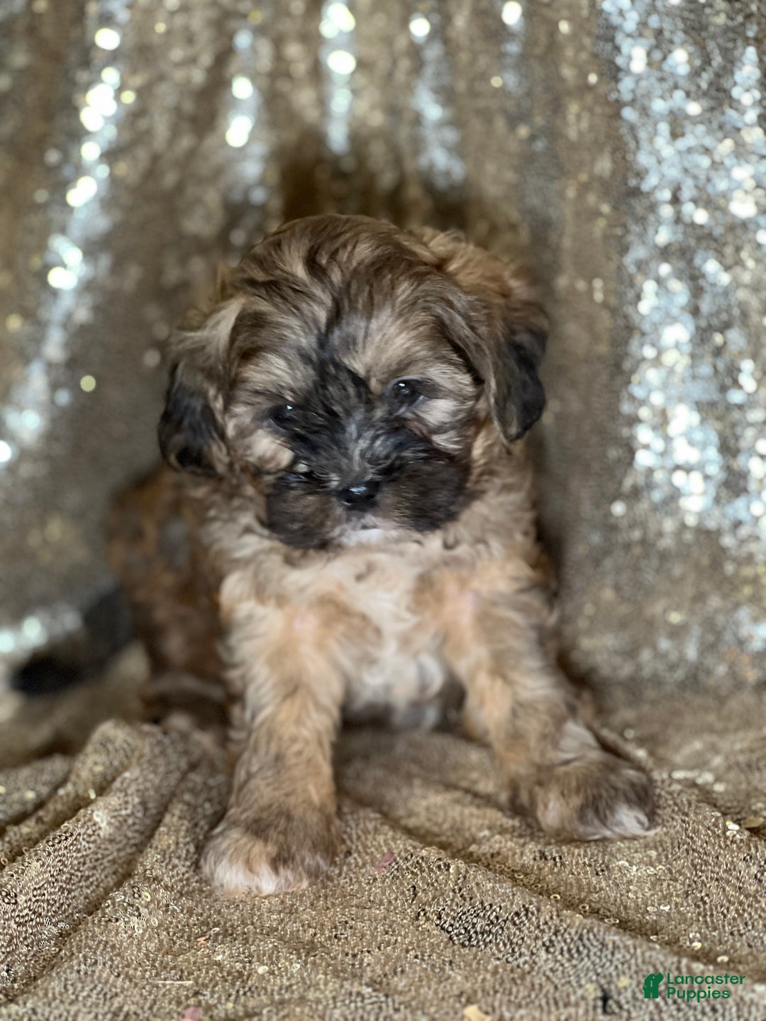 Shihpoo dogs for sale: Truffle - Ad 2