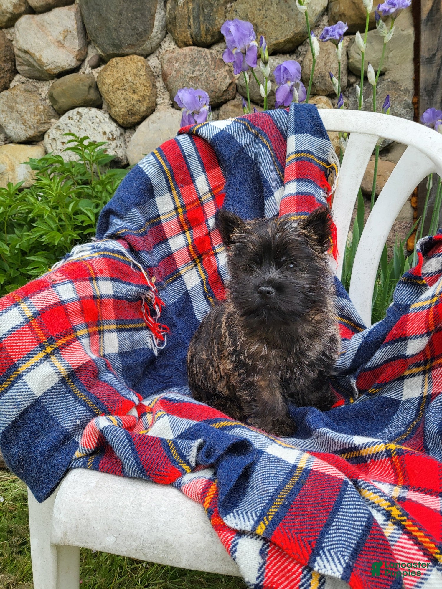 Cairn Terrier dogs Cairn Terrier  - Ad 1