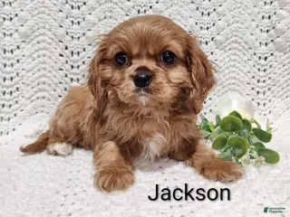 Cavalier King Charles Spaniel dogs Jackson - Ad 18