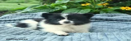 Pomeranian dogs for sale: Rocket  - Ad 3