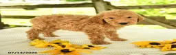 Mini Goldendoodle dogs for sale: Travis - Ad 6