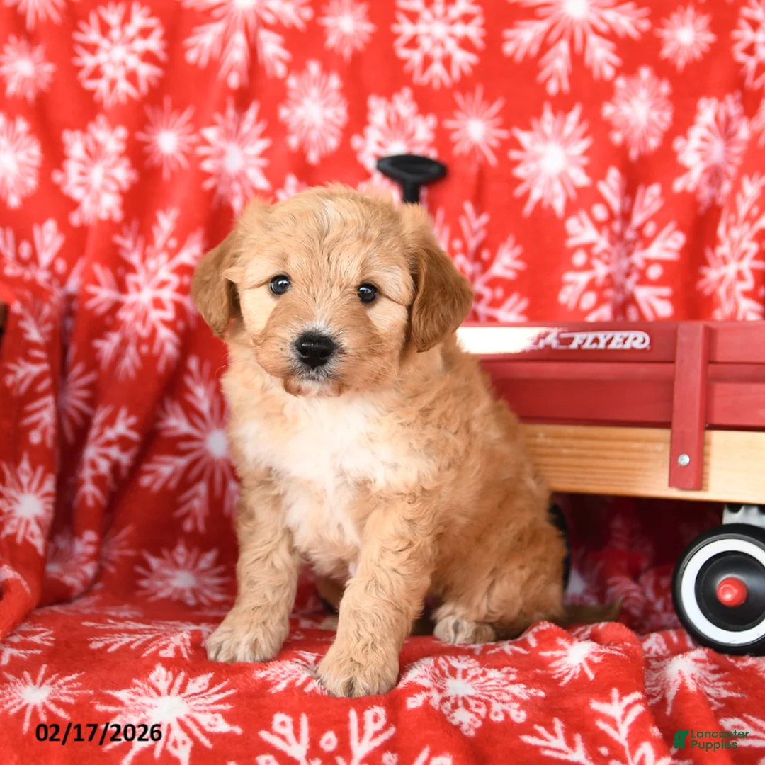 Mixed Breed dogs for sale: Taffy - Ad 3