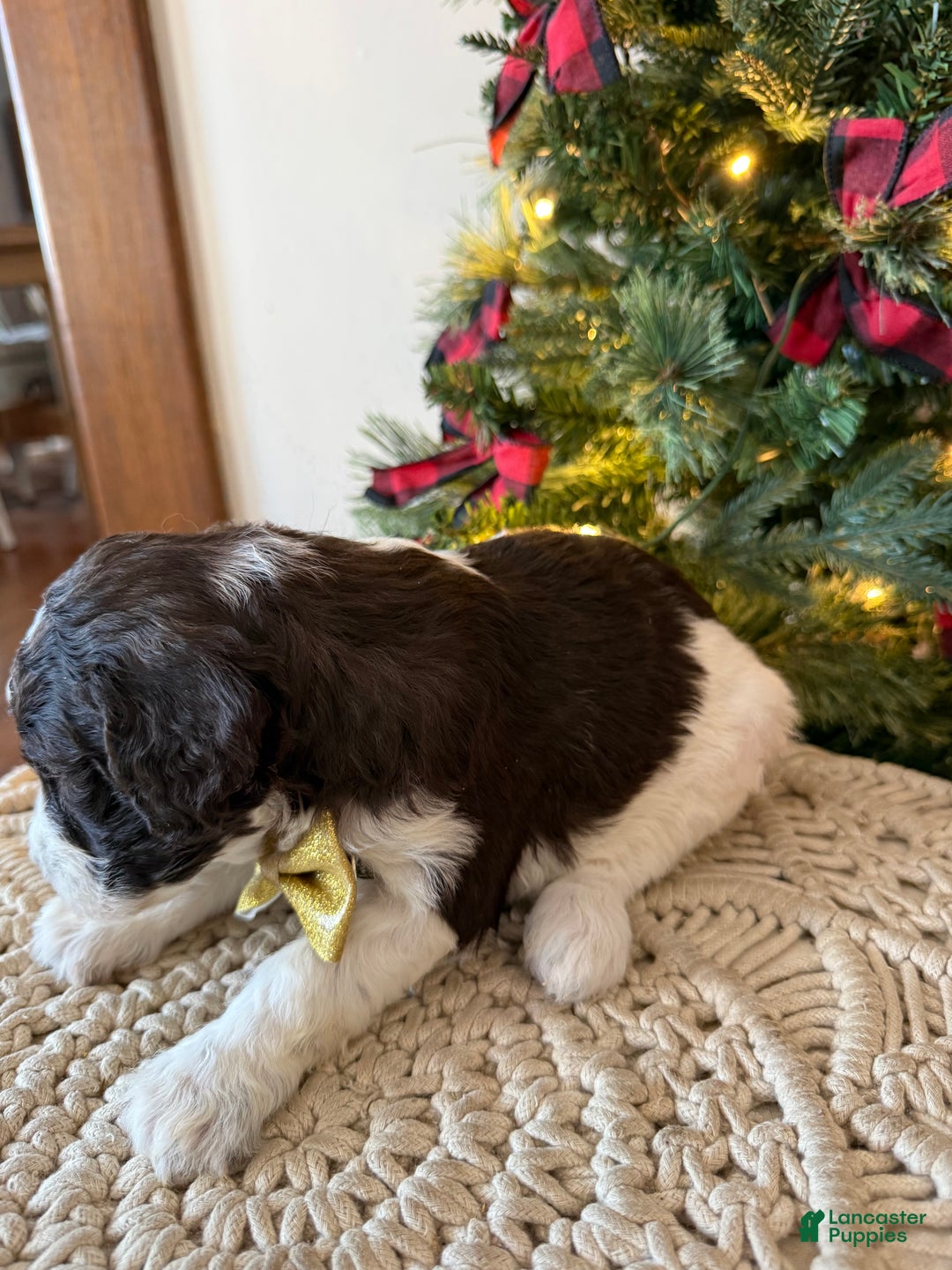 Mixed Breed dogs for sale: Phil - Ad 7