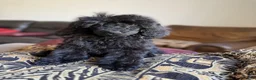 Standard Poodle dogs for sale: Raven - Ad 6