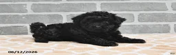 Maltipoo dogs for sale: Annie - Ad 4
