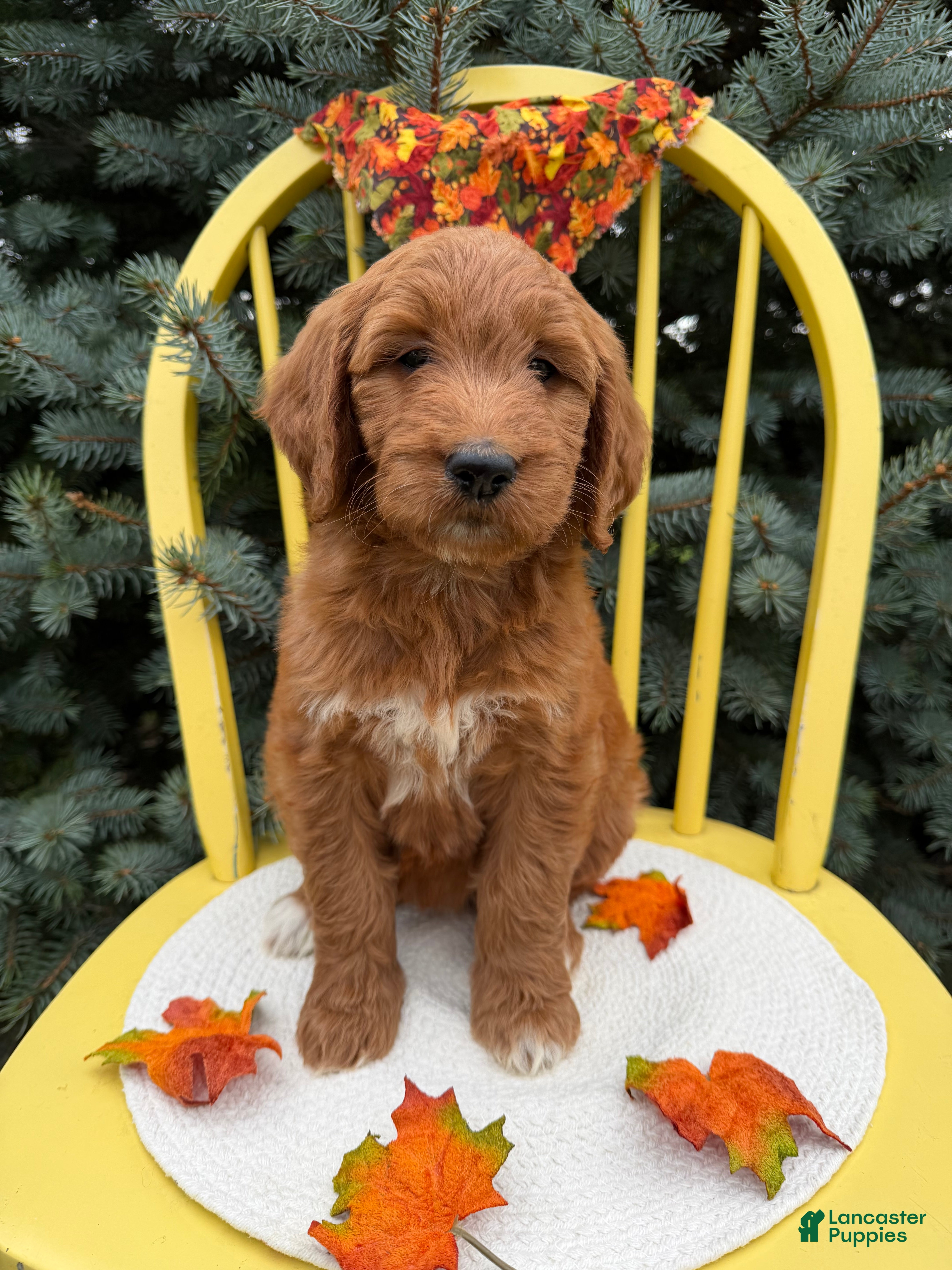 Goldendoodle dogs MOCHA  - Ad 2