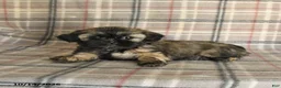 Shih Tzu dogs for sale: Trixie - Ad 3