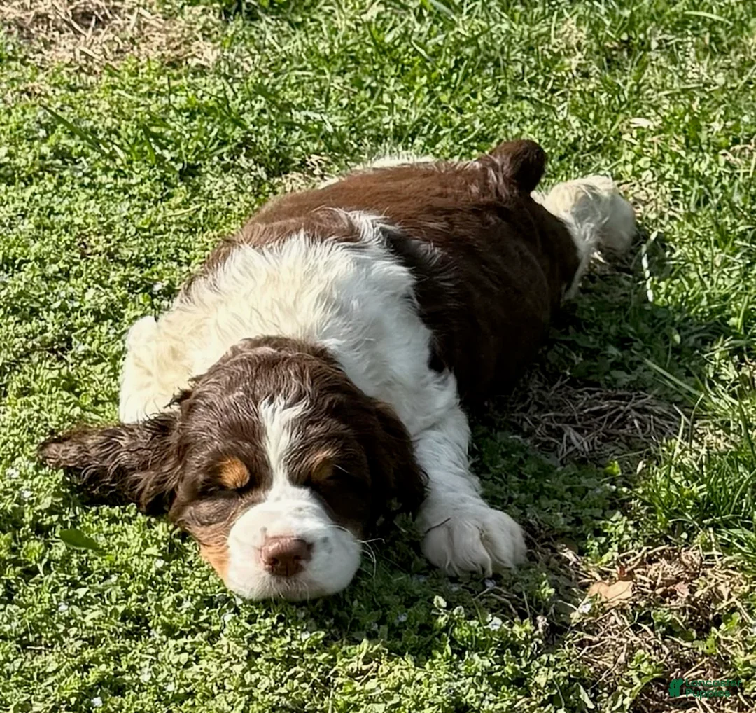 English Springer Spaniel dogs for sale: Star - Ad 1