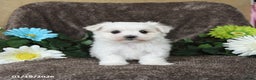 Maltese dogs for sale: Gavin - Ad 2