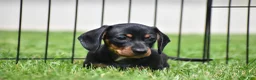 Miniature Dachshund dogs for sale: Slinky - Ad 1