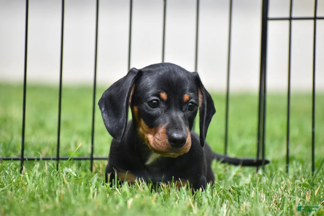 Miniature Dachshund dogs for sale: Slinky - Ad 1
