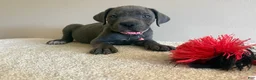 Cane Corso dogs for sale: Diamond  - Ad 7