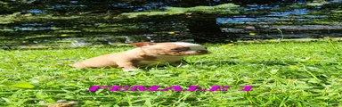 Aries  (female 1)