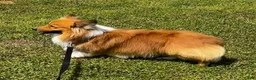 Welsh Corgi Pembroke dogs for sale: Welsh Corgi Pembroke Female 1 - Ad 7