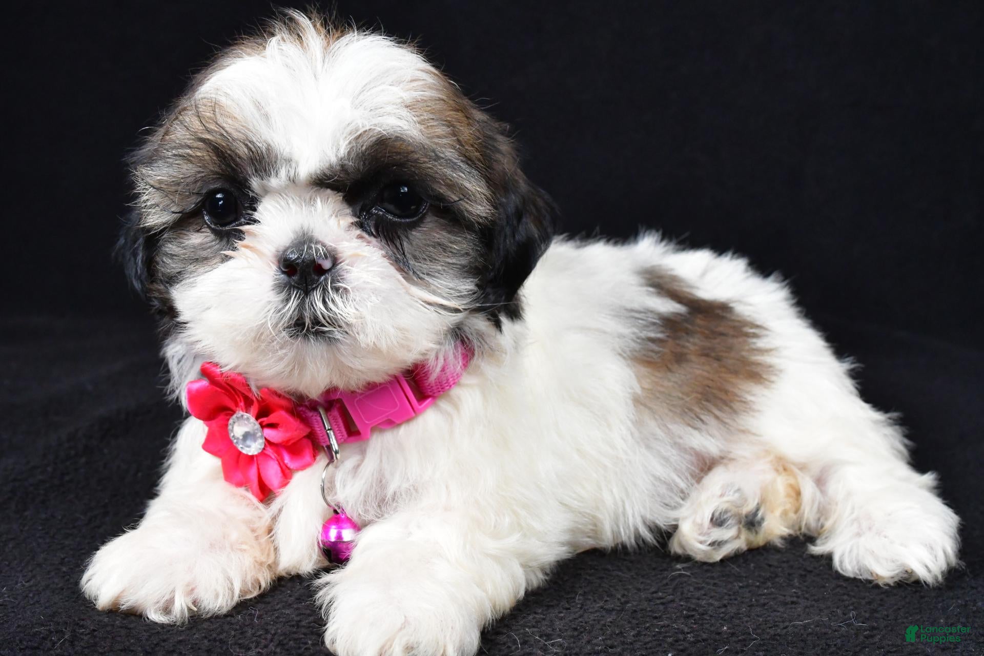 Shih Tzu dogs Trixie - Ad 1