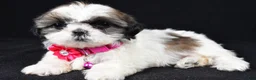 Shih Tzu dogs for sale: Trixie - Ad 1