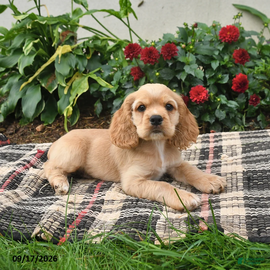 English Cocker Spaniel dogs for sale: Buddy - Ad 2