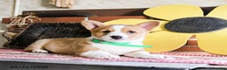 Welsh Corgi Pembroke dogs for sale: Diamond - Ad 2
