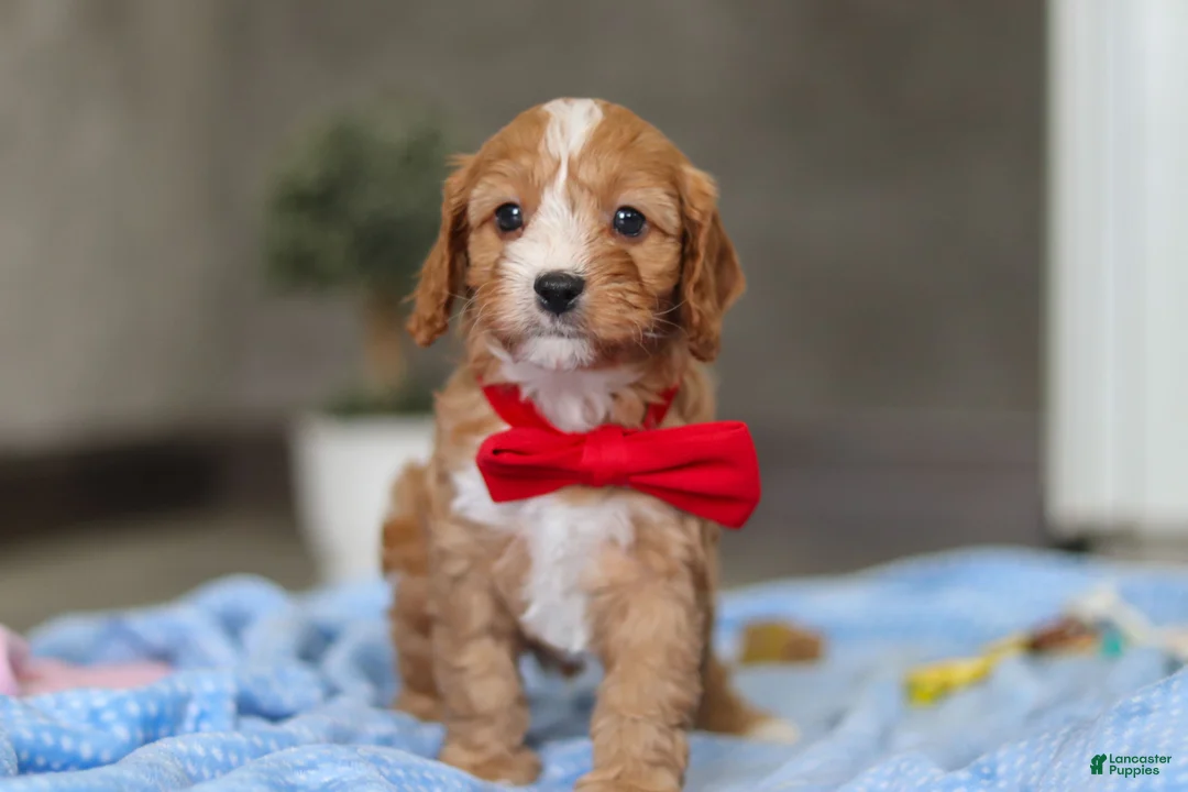 Cavapoo dogs for sale: Rocky - Ad 6