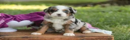 Mini Bernedoodle dogs for sale: Maya Mini Bernedoodle  - Ad 10