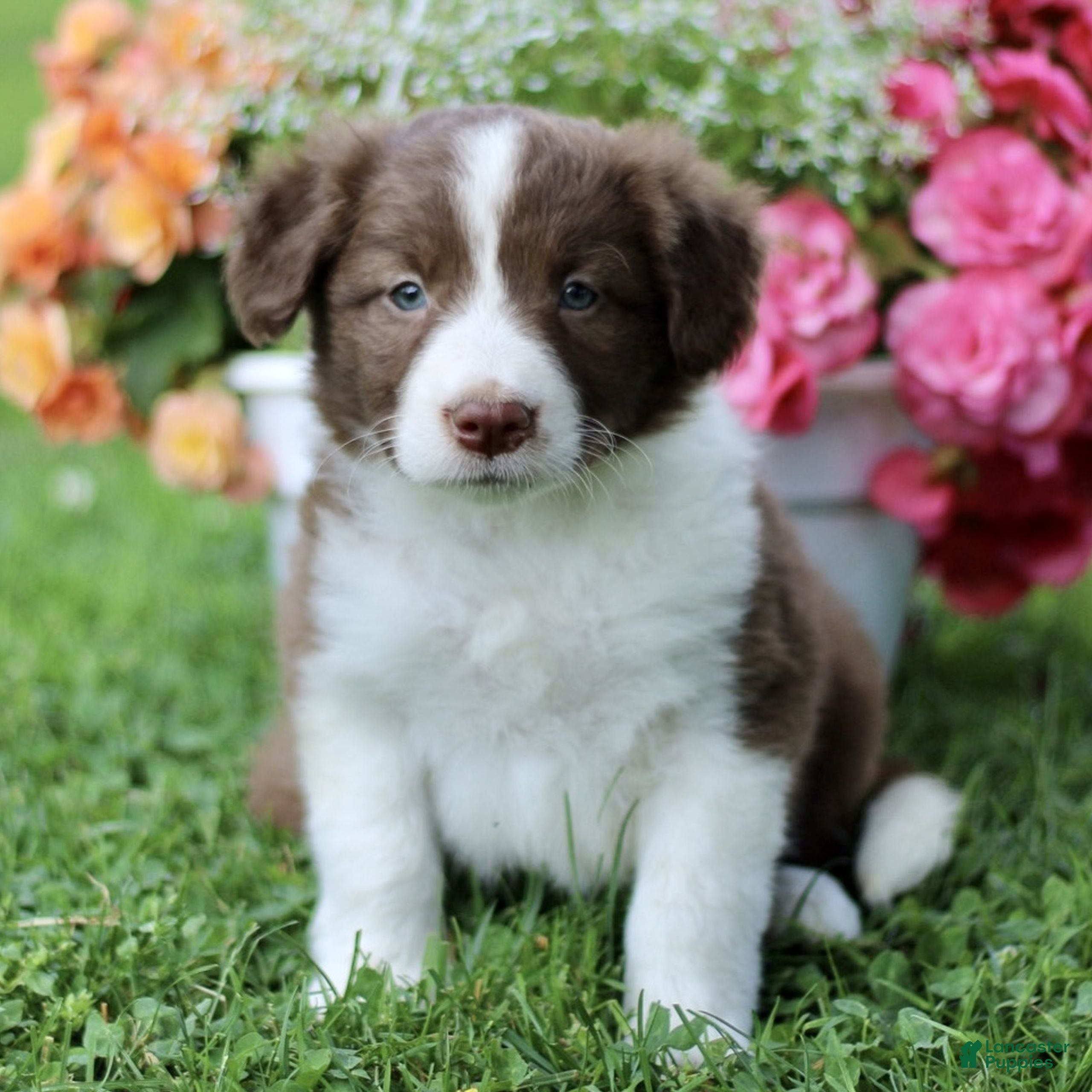 Border Collie dogs Brad  - Ad 1