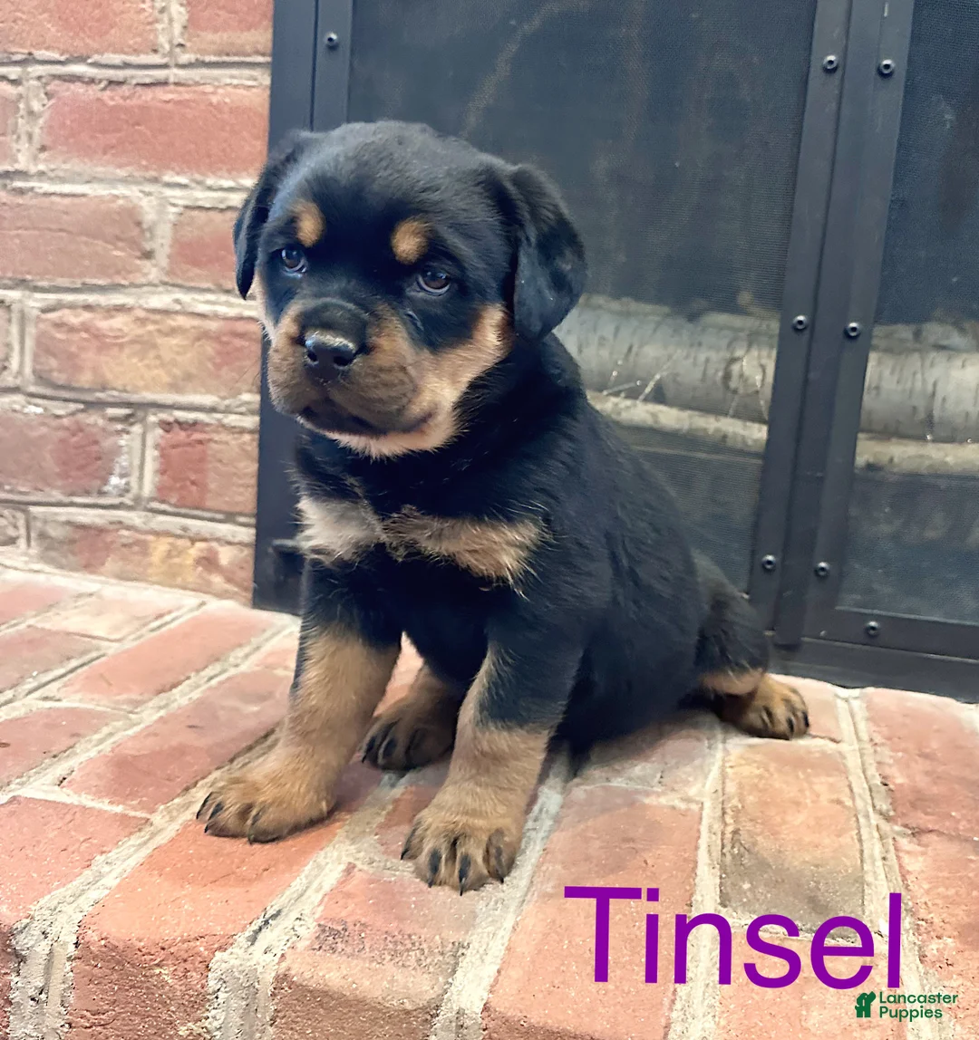 Rottweiler dogs for sale: Tinsel  - Ad 3