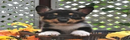 Welsh Corgi Pembroke dogs for sale: Benny  - Ad 2