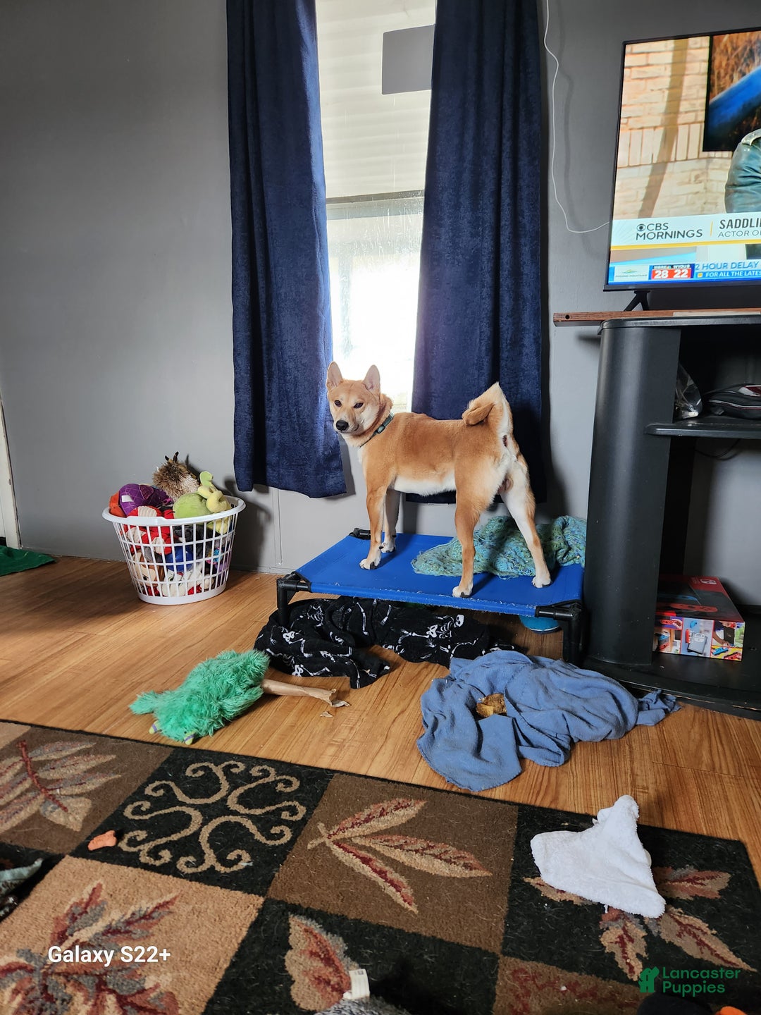 Shiba Inu dogs for stud: Akio Prince Zeke Apache Lou - Ad 4