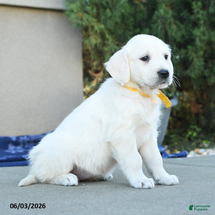 Golden Retriever dogs for sale: Francias - Ad 2