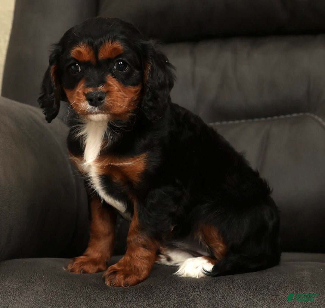 Cavapoo dogs for sale: Chloe - Ad 4