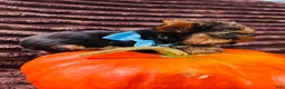 Yorkshire Terrier dogs for sale: Valentino - Ad 4