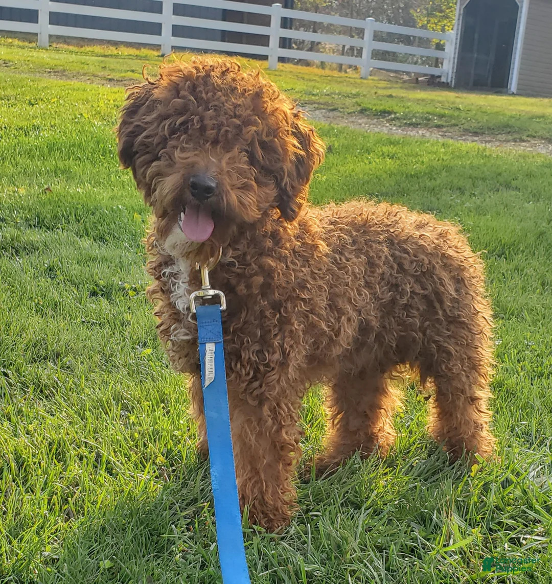 Mini Goldendoodle dogs for sale: Easton  - Ad 10