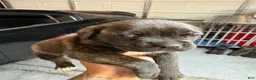 Cane Corso dogs for sale: Cane Corso Puppy 3 - Ad 2