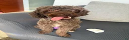 Cavapoo dogs for sale: Cosmo - Ad 5