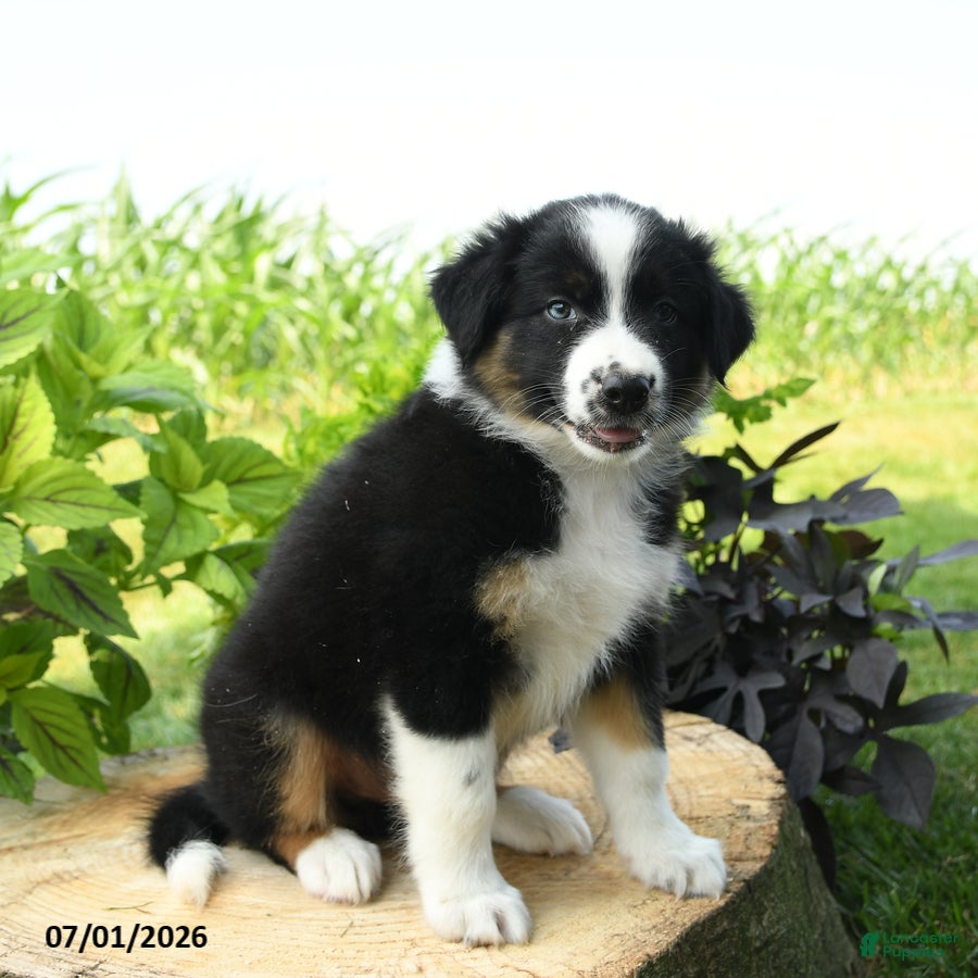 Australian Shepherd dogs Mickey - Ad 2