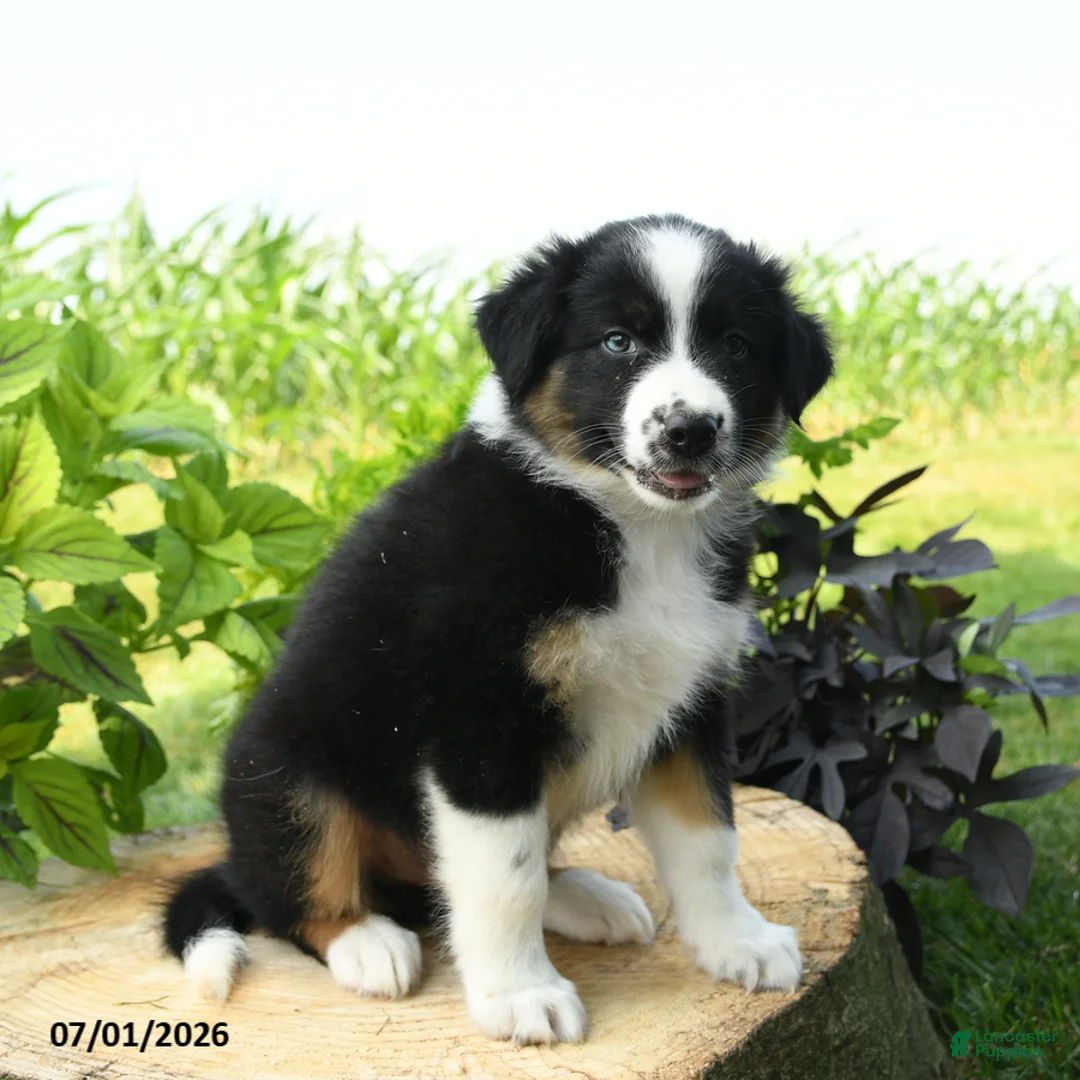 Australian Shepherd dogs for sale: Mickey - Ad 2
