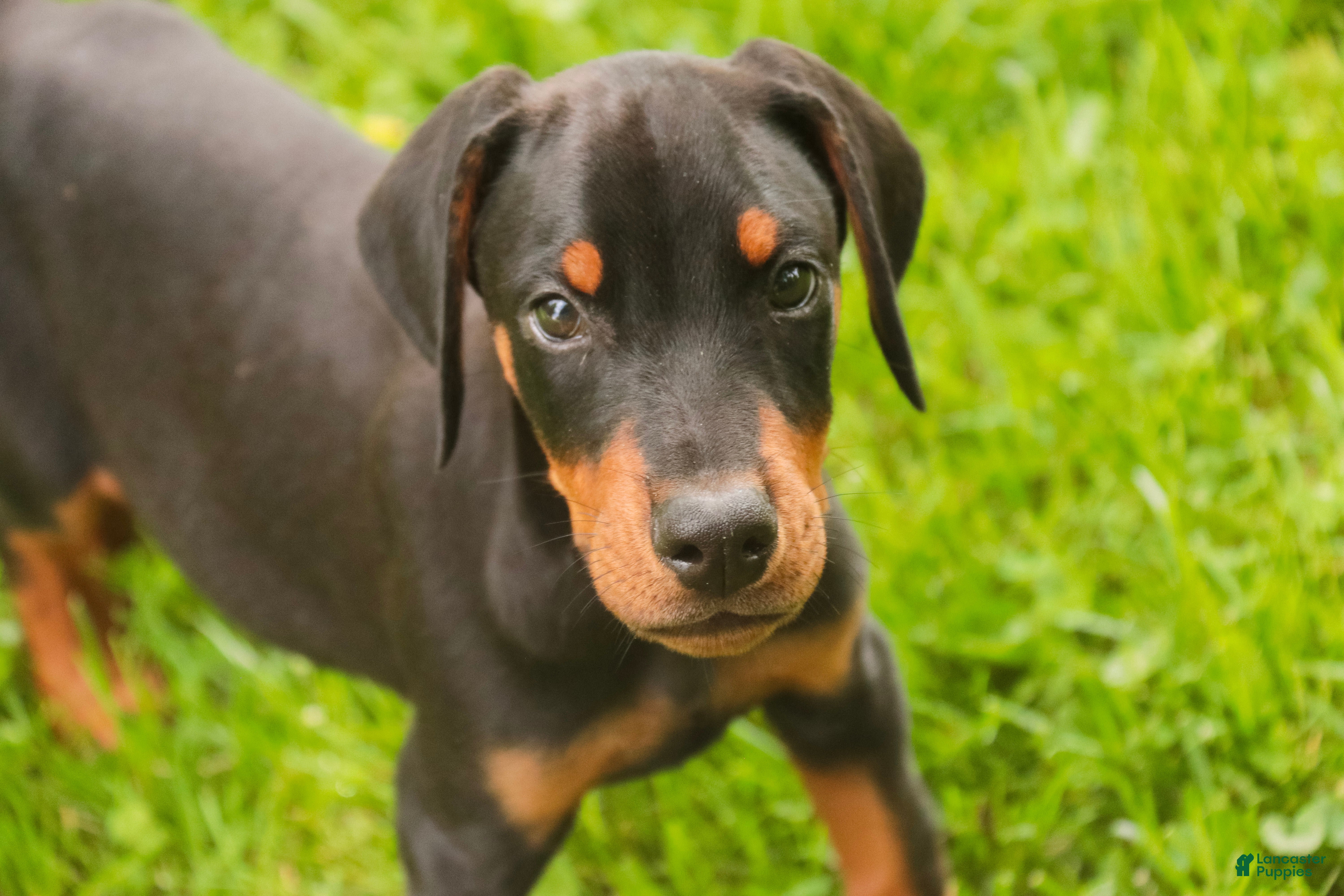 Doberman Pinscher dogs Griffin - Ad 1